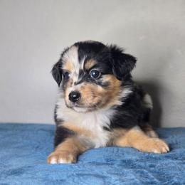Luna - Blue merle female Miniature Australian Shepherd puppy in Harlingen, Texas from GulfCoastKennels