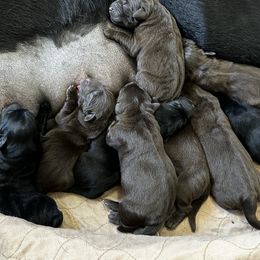 Labrador Retriever Puppies from Sula Peak Water Dogs LLC