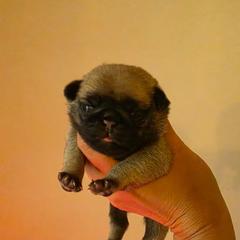 Keeley - Fawn female Pug puppy in Lugoff, South Carolina from Peak Bullies and Pugs SC