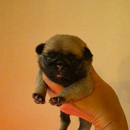 Keeley - Fawn female Pug puppy in Lugoff, South Carolina from Peak Bullies and Pugs SC