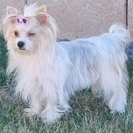 Yorkshire Terriers from Blue River Yorkies
