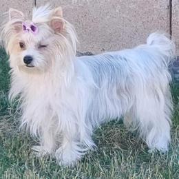Yorkshire Terriers from Blue River Yorkies