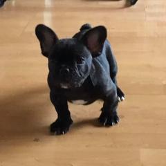 American Bulldog, French Bulldog, and Shorty Bull Puppies from Bingham's Bulldogs LLC