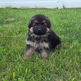 Chintu - Black and red male German Shepherd puppy in Sumner, Iowa from Vom Wilke Kennels