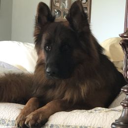 Macho - German Shepherd