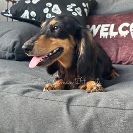 Eddie - Dachshund