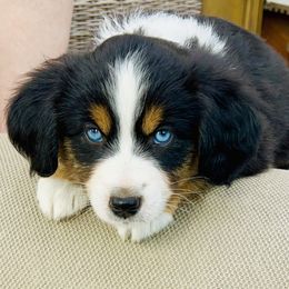 Miniature Australian Shepherd Puppies from Iris’ Island Oasis