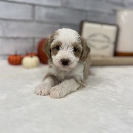 Sweety - Brown and white female Bernedoodle puppy in Jacksonville, Florida from Star of the Sea Doodles