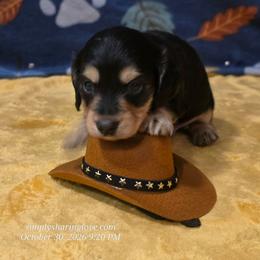 Midas - Cream male Dachshund puppy in Willard, Utah from Simply Sharing Love