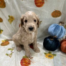Sprout - Cream male Goldendoodle puppy in Salem, Oregon from Capital Doodles