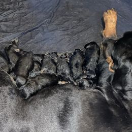 Boy 1 - Black and mahogany male Rottweiler puppy in Tallahassee, Florida from Patrick's Pups