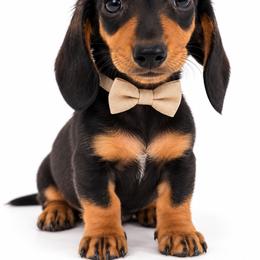 Larry - Black and tan male Dachshund puppy in Illinois from William Rotsaert