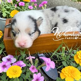 Full Tail - Blue merle and white female American Corgi puppy in Nashville, Arkansas from Whisenhunt Farms