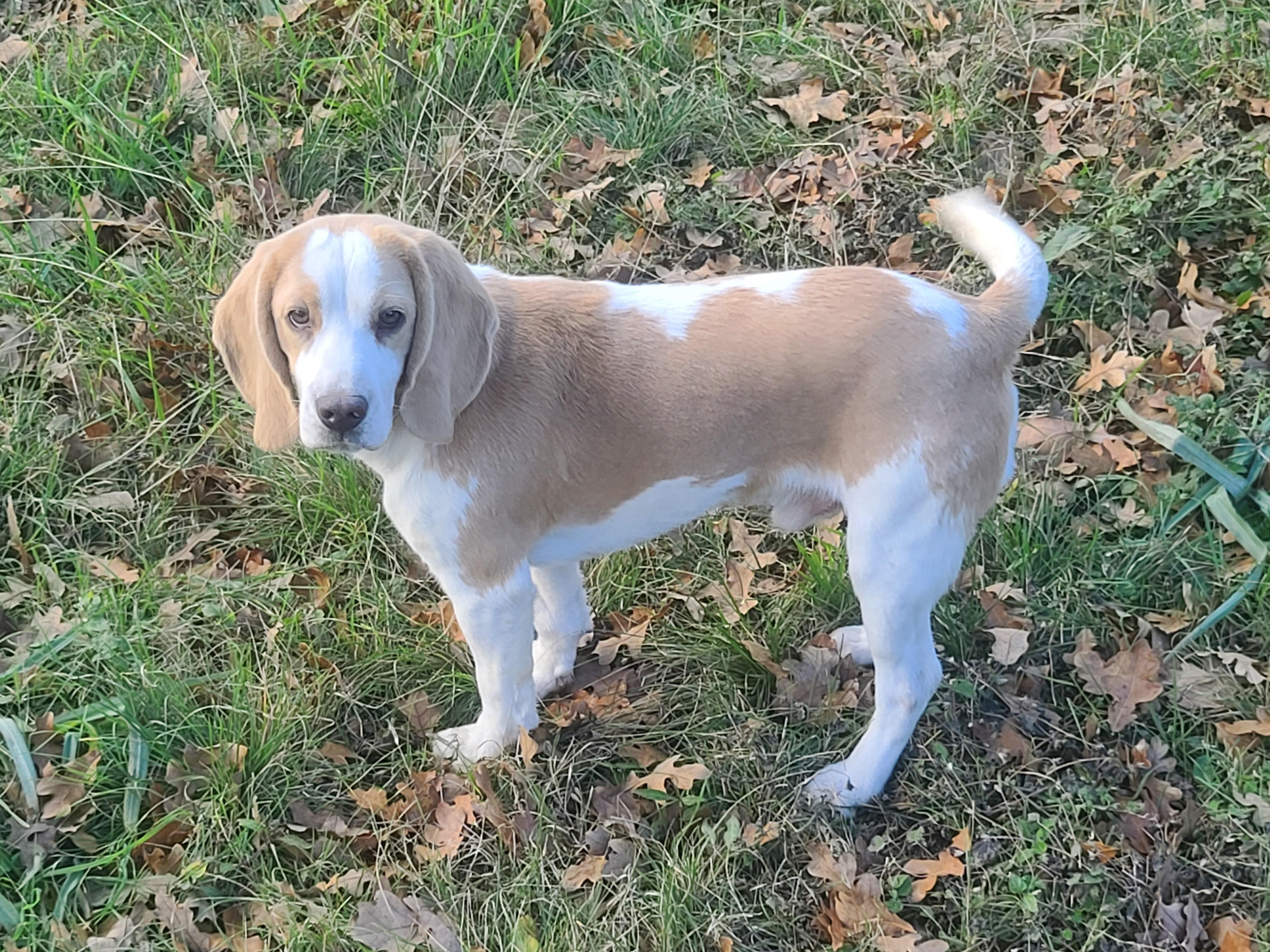 Indy