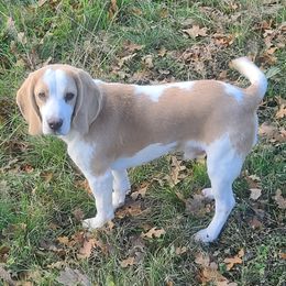 Indy - Beagle