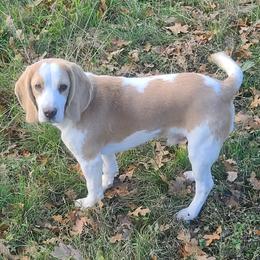 Indy - Beagle