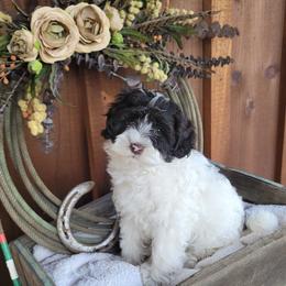 Male 1 - Chocolate male Australian Labradoodle puppy in Aumsville, Oregon from Country Morning Labradoodles