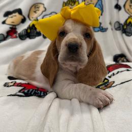 Woodstock - Lemon and white female Basset Hound puppy in Monterey, Tennessee from Southern Belles Bassets