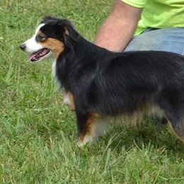 Ryder - Miniature American Shepherd