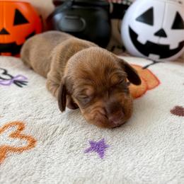 Girl 5 - Red female Dachshund puppy in Smoot, West Virginia from AMC Dachshunds