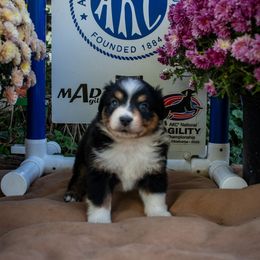 Girl 2 - Black tri female Miniature Australian Shepherd puppy in Easton, Missouri from Country Creek Kennels