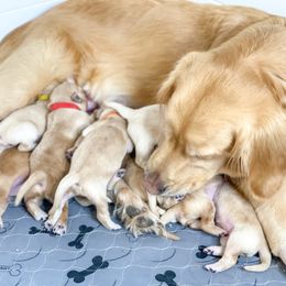 Golden Retriever Puppies from Ruff Life Goldens