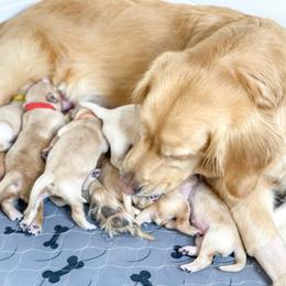 Golden Retriever Puppies from Ruff Life Goldens