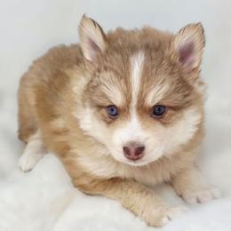 Phoenix - Chocolate male Pomsky puppy in Christiana, Tennessee from Smoky Mountain Pomskies