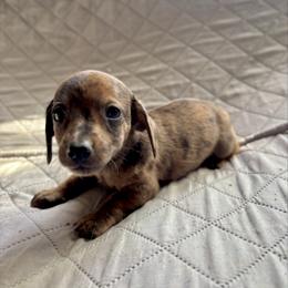 Aspen - Dapple male Dachshund puppy in Aiken, South Carolina from State Eight Dachshunds