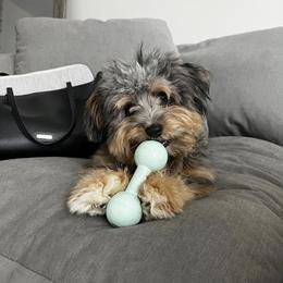 Aussiedoodle and Bernedoodle Puppies from Little Golden Farm
