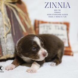 Zinnia - Red Tri Female - Red tri-color female Australian Shepherd puppy in Nacogdoches, Texas from TK Standard, Mini, & Toy Aussies