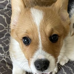 American Corgi and Pembroke Welsh Corgi Puppies from Emma’s Corgi’s
