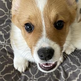 American Corgi and Pembroke Welsh Corgi Puppies from Emma’s Corgi’s