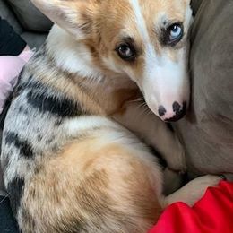 Kiwi - American Corgi