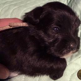 Chloe - Black female Miniature Schnauzer puppy in Frankford, Delaware from Miniature Schnauzers of Delmarva