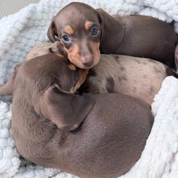 Almond Butter - Chocolate and tan male Dachshund puppy in Bremen, Georgia from Jones Royal Kennels / Jones Miniature Dachshunds