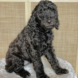 Baby Ruth (Teal) - Black female Goldendoodle puppy in Bay City, Texas from Charming Doods