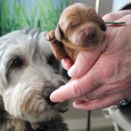 Boy 3 - male Australian Labradoodle puppy in Provo, Utah from EllsWORTH Labradoodles LLC