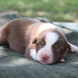 Alice - Red tri-color female Australian Shepherd puppy in Star City, Arkansas from Blush & Lace Aussie Co.