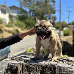French Bulldog Puppies from Tribe of Judah Kennel