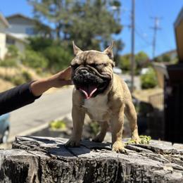 French Bulldog Puppies from Tribe of Judah Kennel