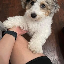 Aussiedoodle All Grown Up from Poodles and Doodles Most Excellent Adventures