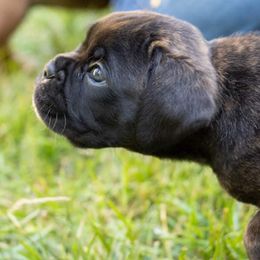 Boxer Puppies from VLH BOXERS