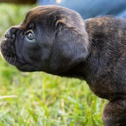 Boxer Puppies from VLH BOXERS