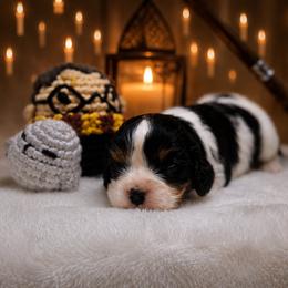 Farmer - Tri-color male Cavalier King Charles Spaniel puppy in Lula, Georgia from Cavaliers by Crumley