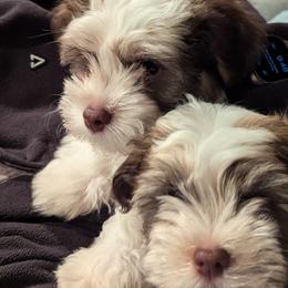 Havanese from Chaenzo