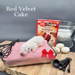 Dalmatian, Poodle, and Rhodesian Ridgeback Puppies from Ruffles, Ridges, & Spots!