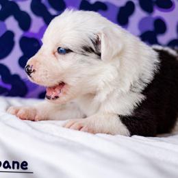 Wolfsbane - Blue merle male Border Collie puppy in Opelousas, Louisiana from Zahara Border Collies