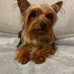 Oscar - Yorkshire Terrier