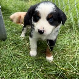 Hazel - Black tri female Miniature Australian Shepherd puppy in Marion, Michigan from Highland Hills Mini Aussies